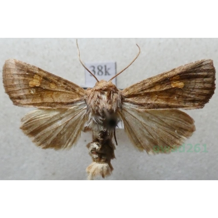 Amphipoea fucosa (Freyer, 1830) Paciepnica rdzawka Czech38k